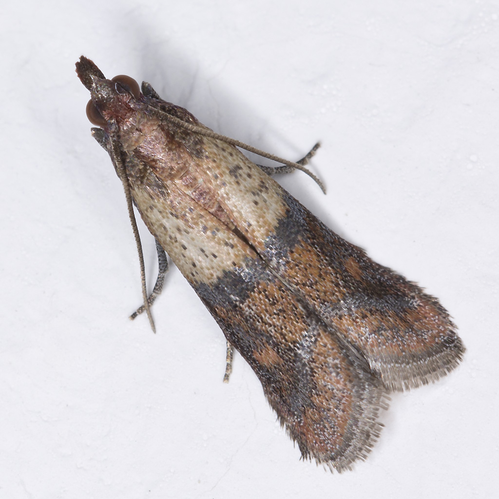 Falena domestica - Plodia interpunctella, Pyralidae